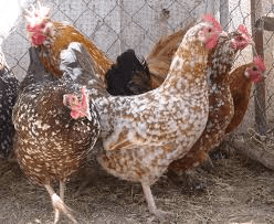swedish flower hens