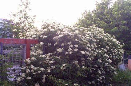 My beautiful picture