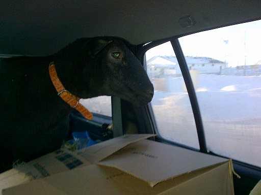 12625666_583087208505129_1940592199_n