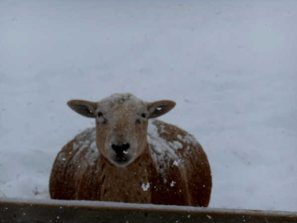 sheep snow