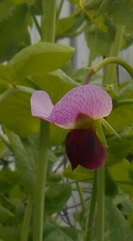 11424757_719955651464483_8386125700007834785_n