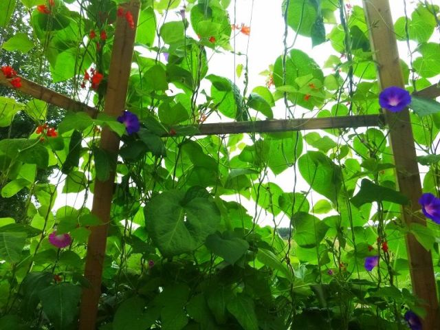 11831803_745503955576319_753061906772250727_n