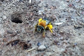 female-squash-bee-nest-entrance-by-sue-willis-chan-thumb