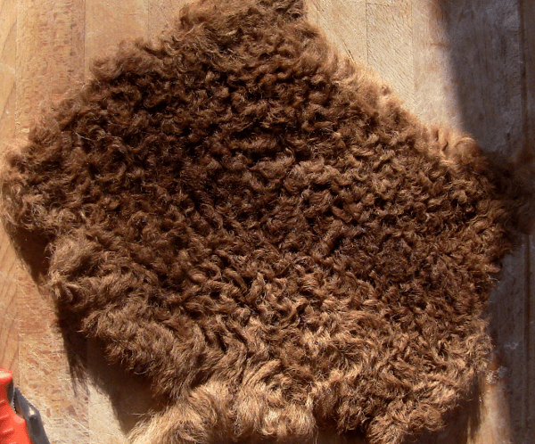 hair sheep newborn hide