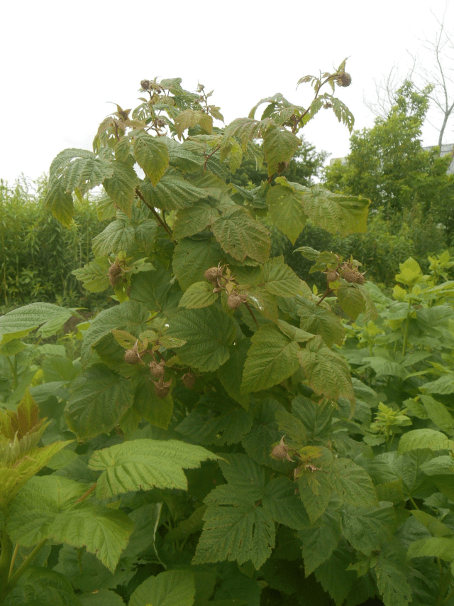 loaded rasberry canes