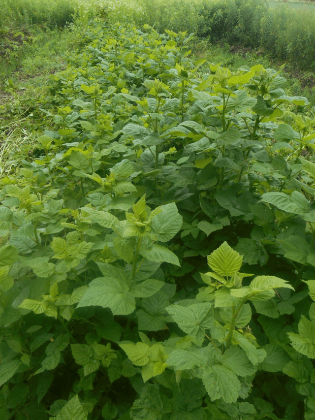 first year canes growing