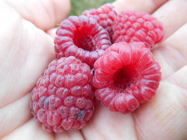 rasberry fruit