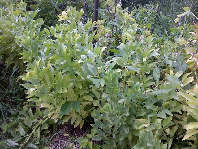 13734708_658577520956097_1393318761_n