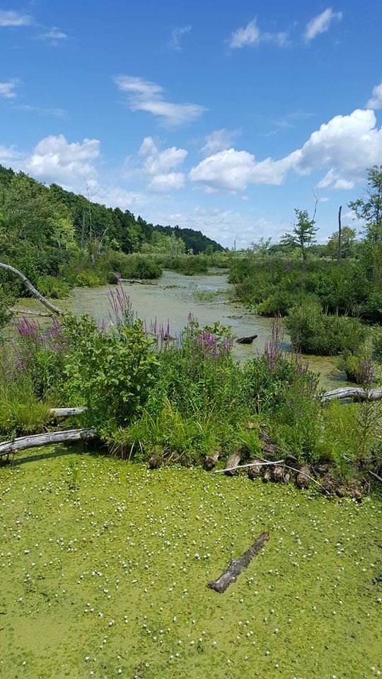 13820777_10209868719935228_1935613147_n