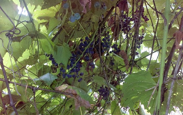 Grapes gone wild in the food forest