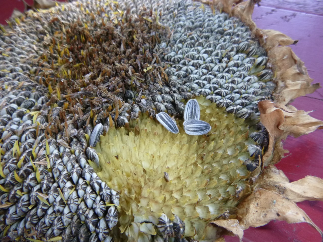 Planning a new livestock Fodder Garden | Just another Day on the Farm