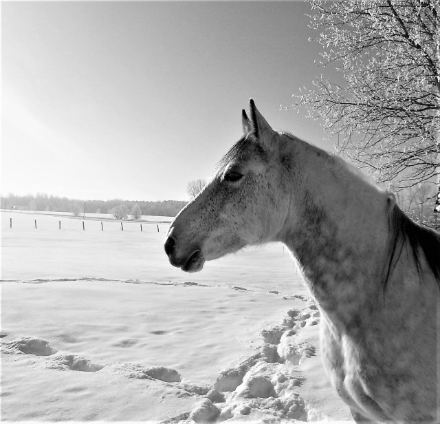 dapple grey horse winter scene photo farmgal