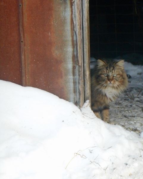 1797563_467956559997728_2104354971_n