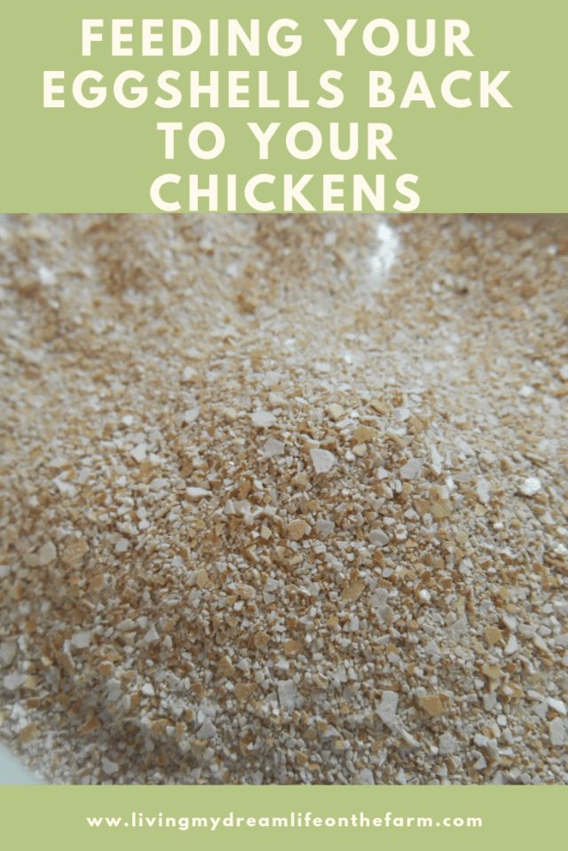 feedingyoureggsheelsbacktoyourhens