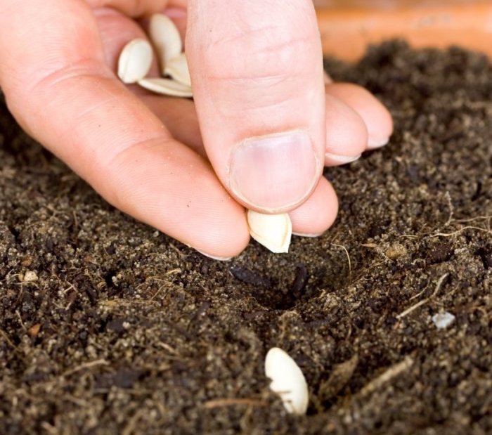 20190131k www.lovethegarden.com