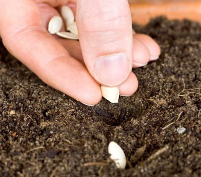 20190131k www.lovethegarden.com