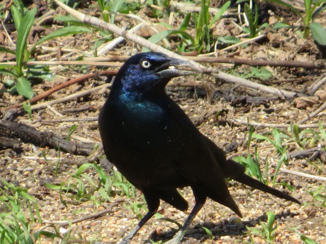 grackle male