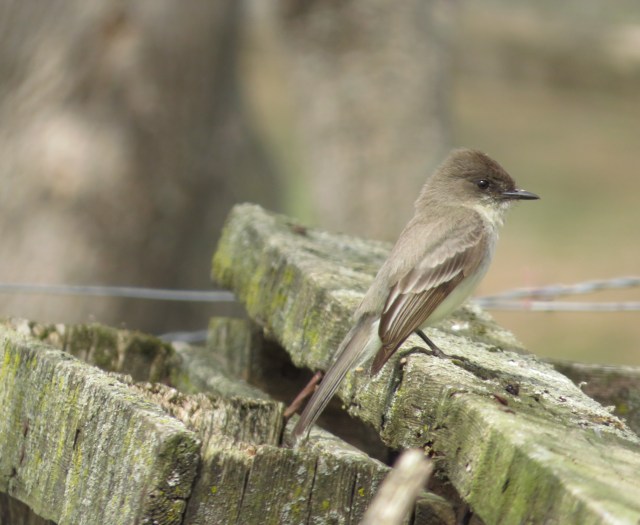western wood peewee