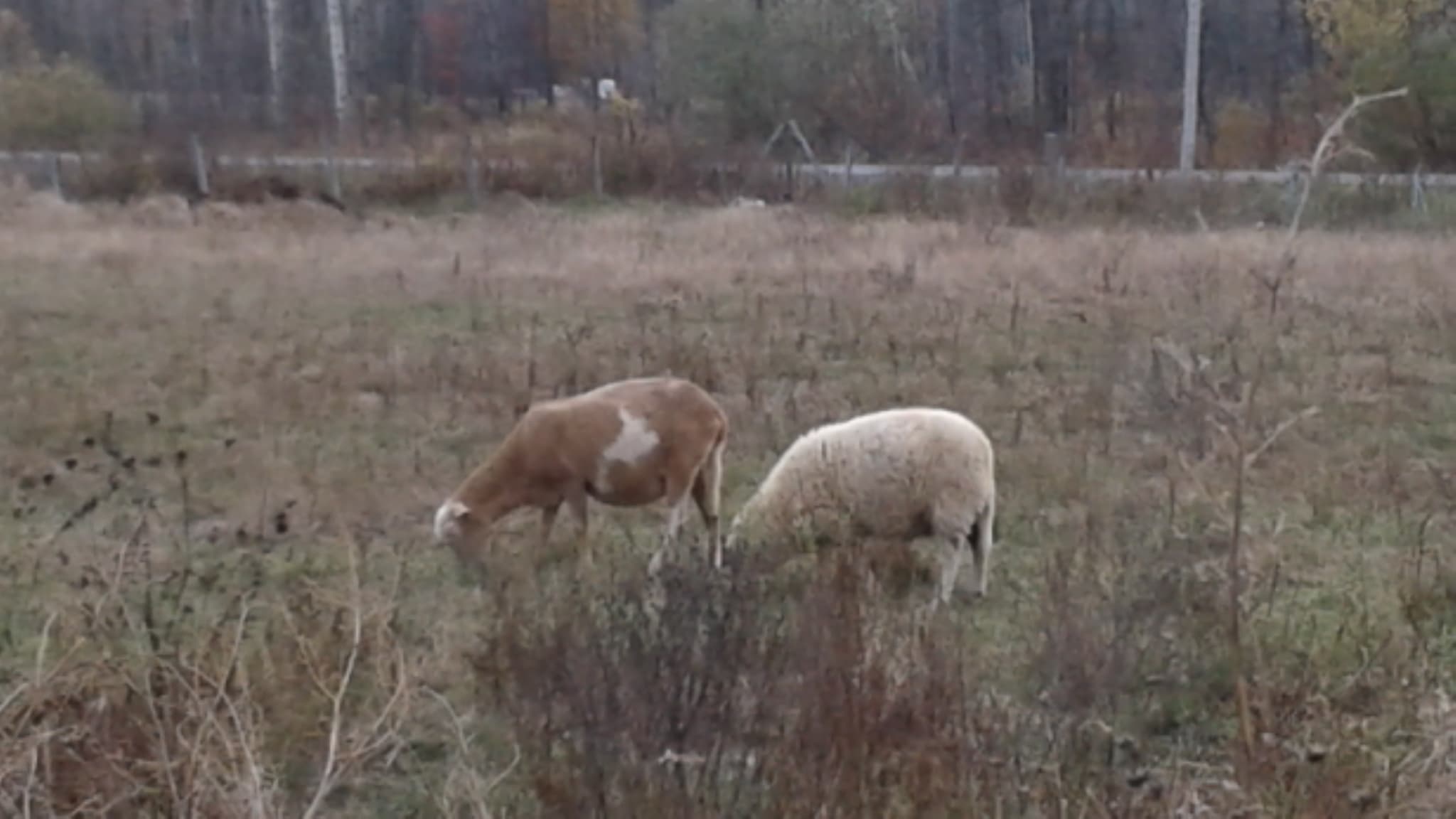 122331368_656785541701083_1895759599883326995_n