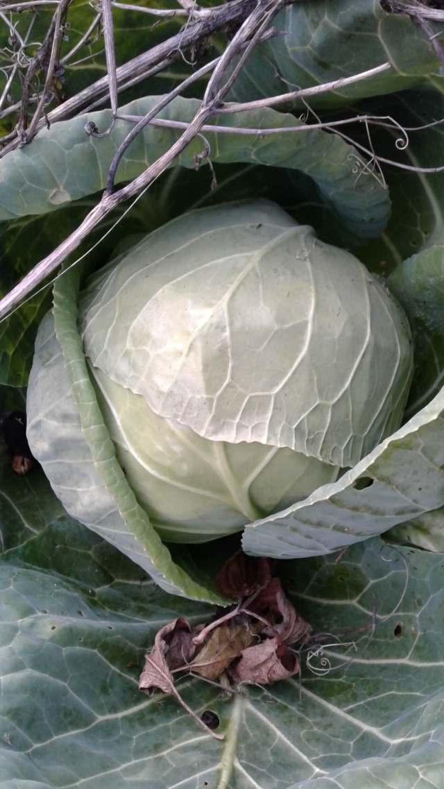 122588056_3980380688643381_1656022904674846431_n