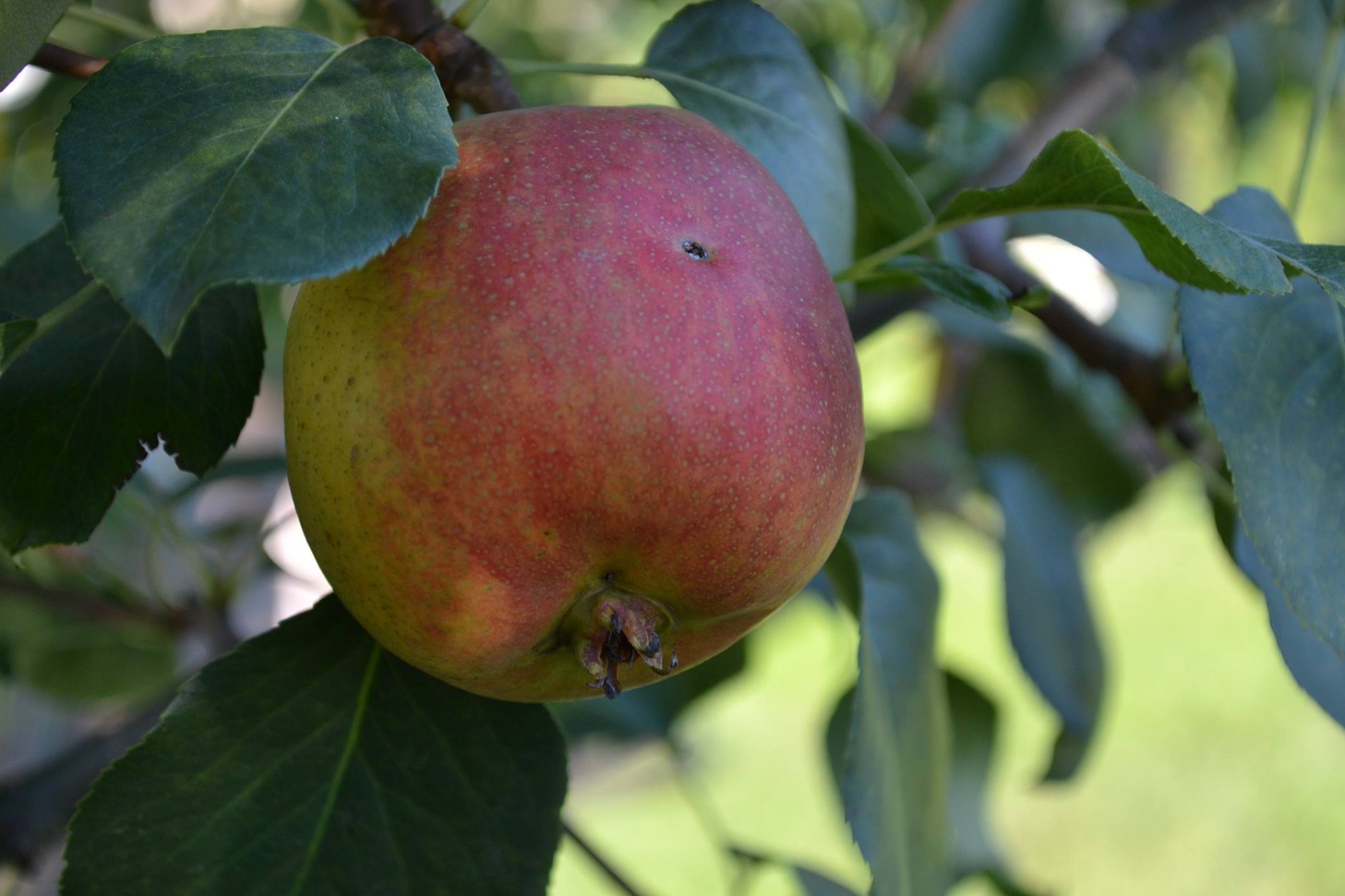 14086303_1092189524181026_5258737782550761237_o