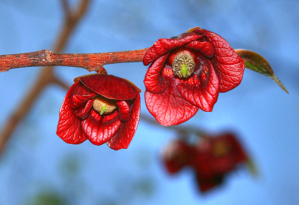 pawpaw flowers