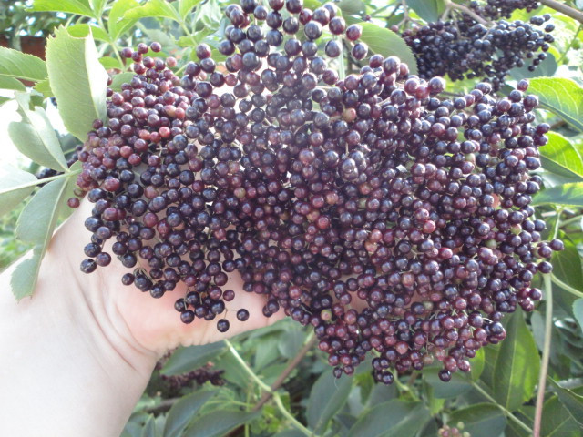 farmgalselderberries