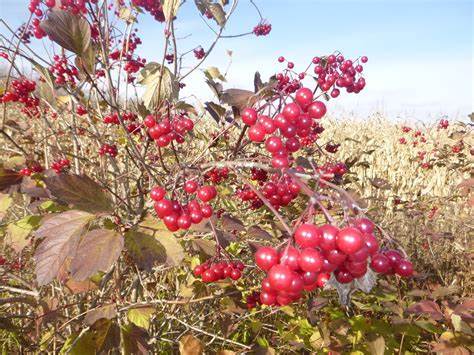 farmgalshighbushcranberries