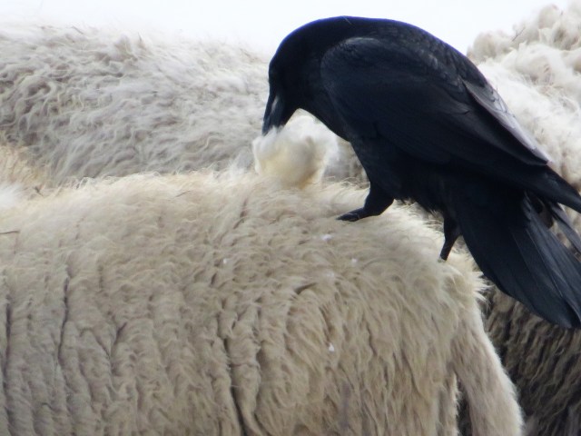 Raven dry felting the wool into a travel ball