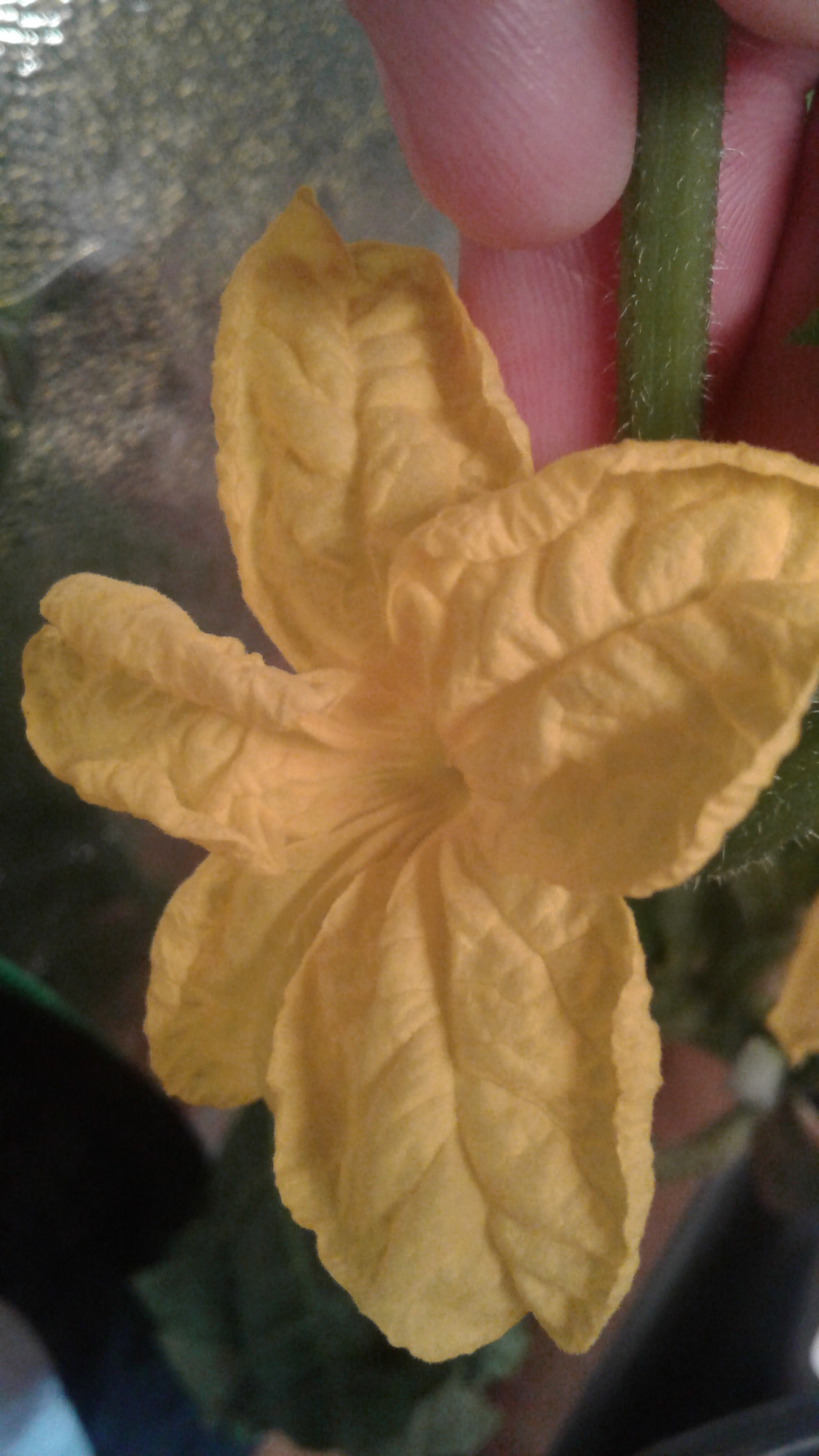 160163352_3523034397823247_2093063009119422706_o