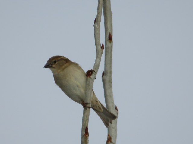 House Sparrow hanging onto a birch twig