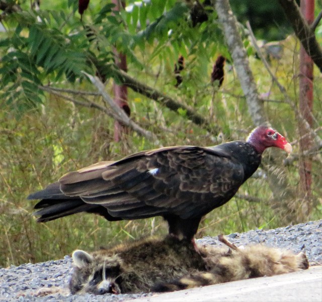 turkeyvulture