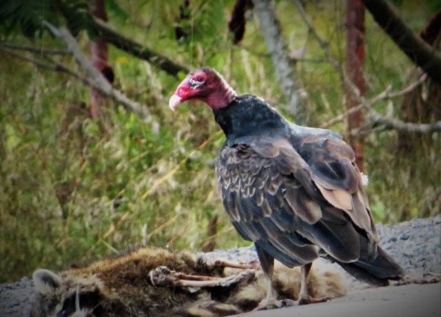 turkeyvulture1