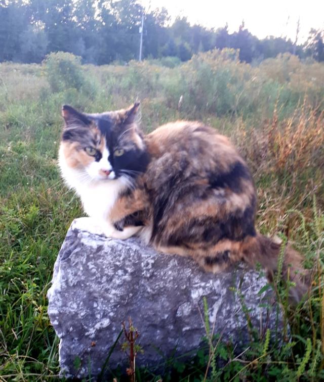 238562780_231282368800181_1296813976180660810_n