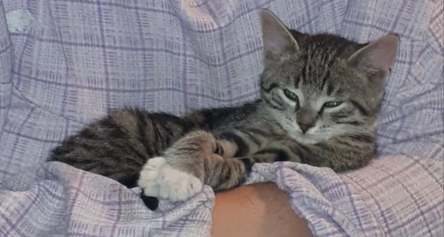 bellslovessnuggles3.5mage