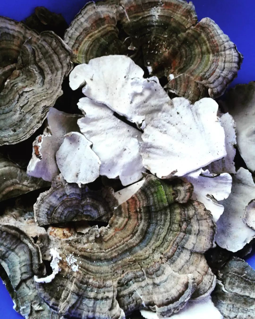 turkey Tail Mushroom