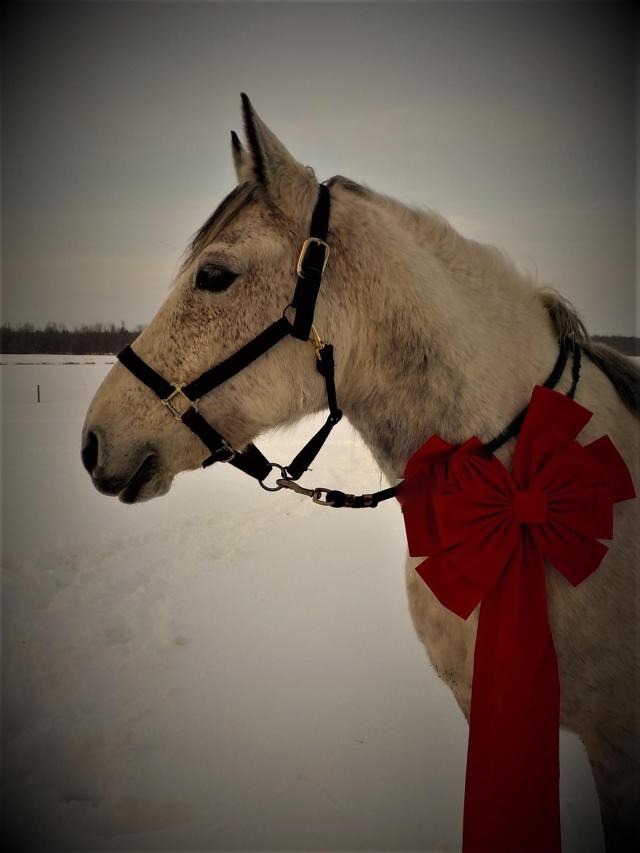 15676072_1058456340947744_1175650048313950155_o