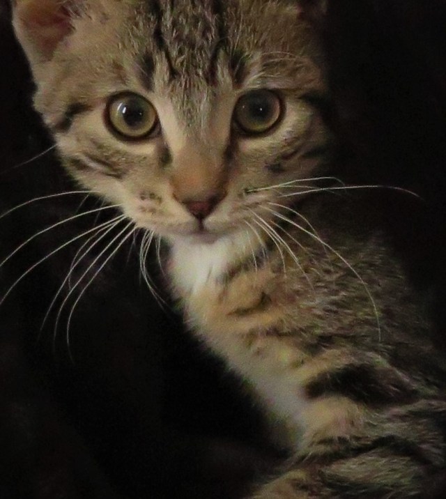 bellsblackvelvetifyouplease