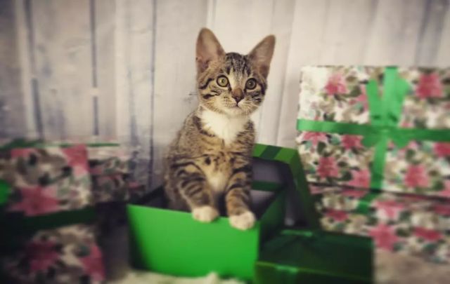 christmasbellspresent