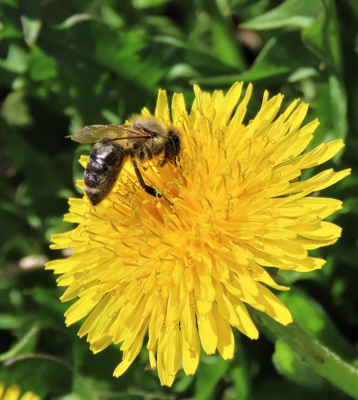 Wacky Weather Thank Goodness for Native Pollinators | Just another Day ...