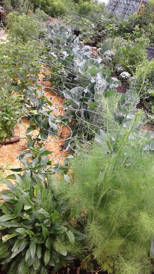 67708604_2146565302136837_8811755234633187328_n