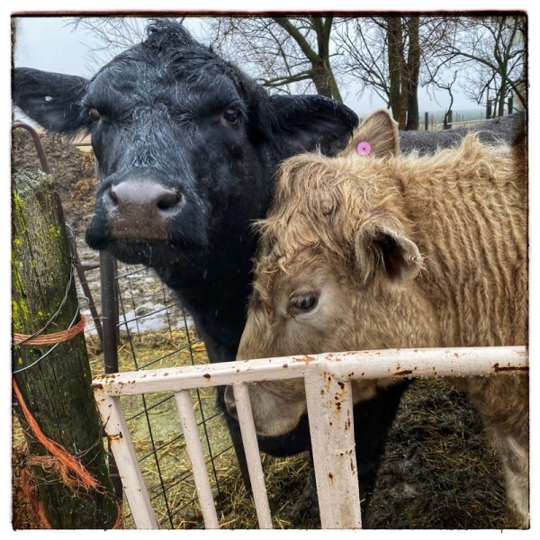 Head shot. Black cow looking directly at screen. Brown cow in profile. Mossy fence post. 