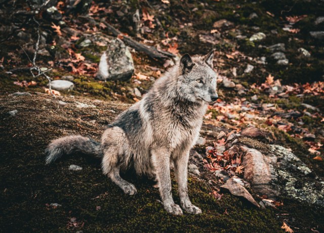 farmgalphotographynaturewolf